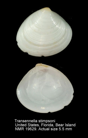 Transennella stimpsoni.jpg - Transennella stimpsoni(Dall,1902)